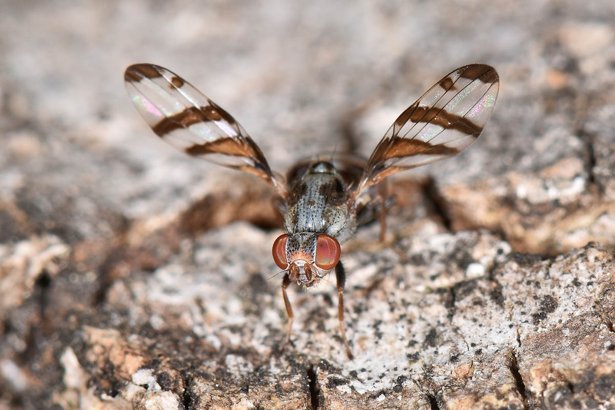 Ulidiidae: Myennis octopunctata